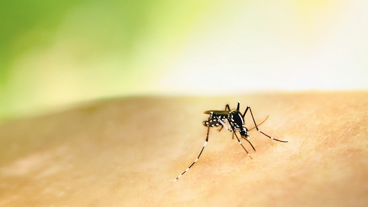 Dengue prevention